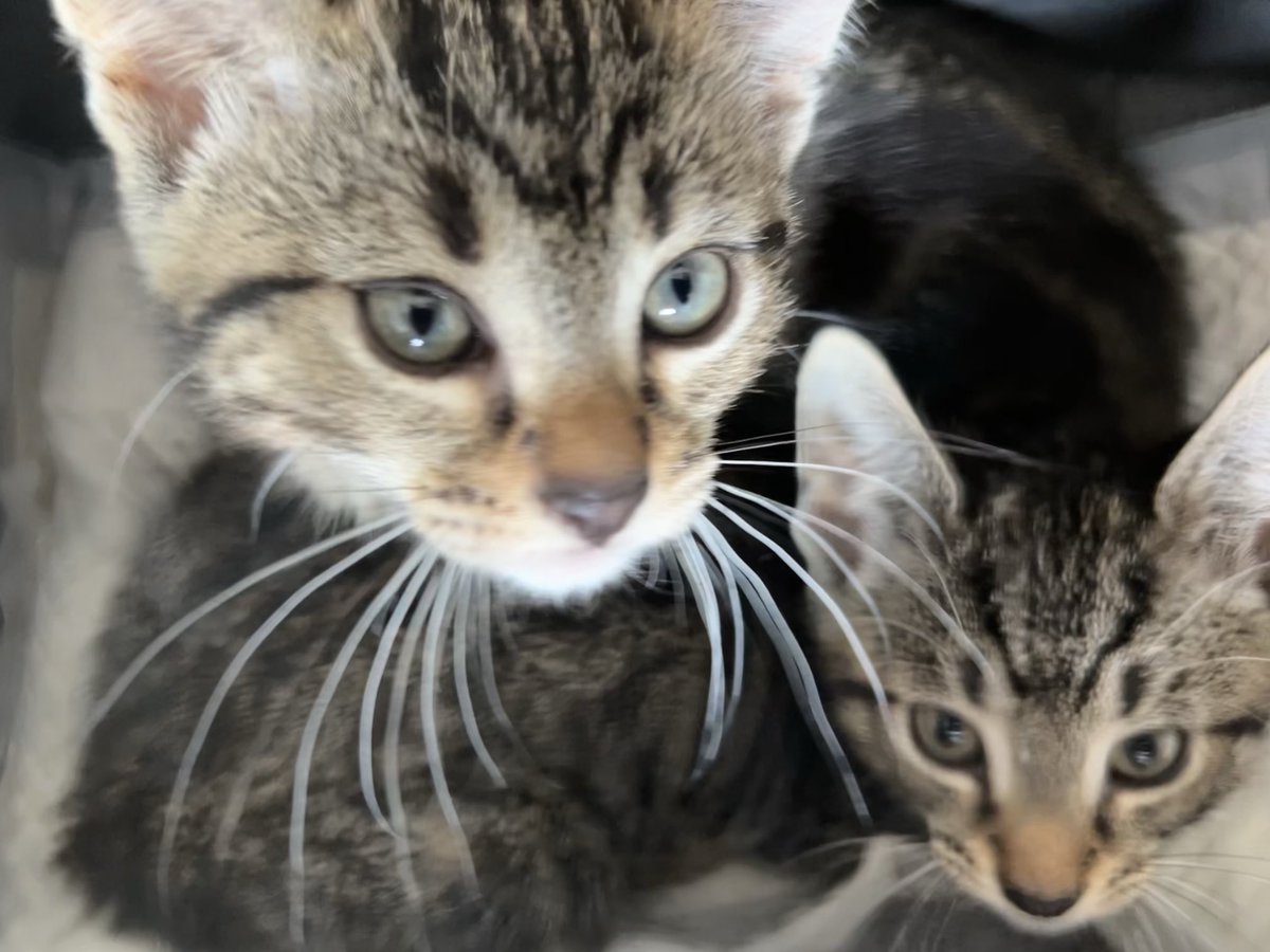 nicdoye's tweet image. Meet Arthur and Guenevere #kittens #kitteh #committeh
