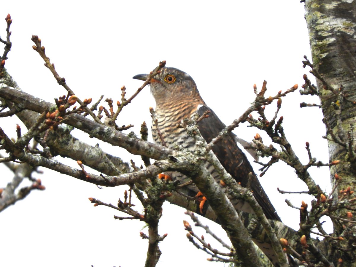 When I've been watching adders a male cuckoo has been very vocal on the hillside. In the drizzle this afternoon I decided to venture up. I was delighted to see this female near some displaying tree pipits. I managed to sneak up close enough to get some great views