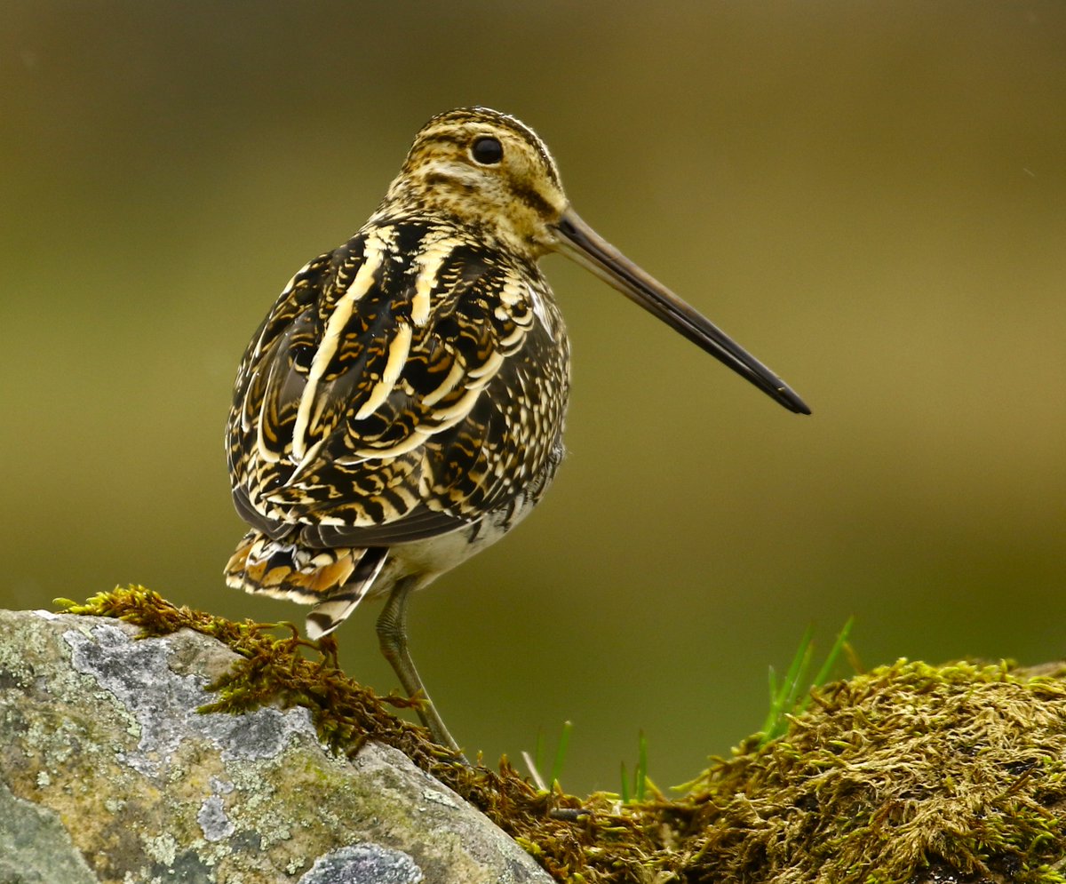 One of our lovely Durham Dales Snipe. @DurhamBirdClub @CountryfileMag @NENature_ @CanonUKandIE @BirdSpotUK @waderquest @BirdwatchExtra