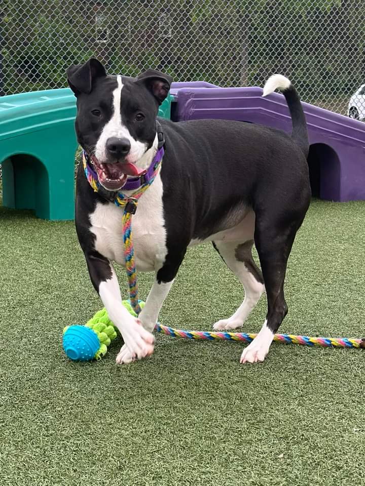 Treasure was found as a stray and we don't know her history, but she seems like  the type of dog who was used to 
 She surely longs to be part of a family again! She has also been quietly social with.dogs.  Treasure is estimated to be around 2

 tinyurl.com/meetacitydog