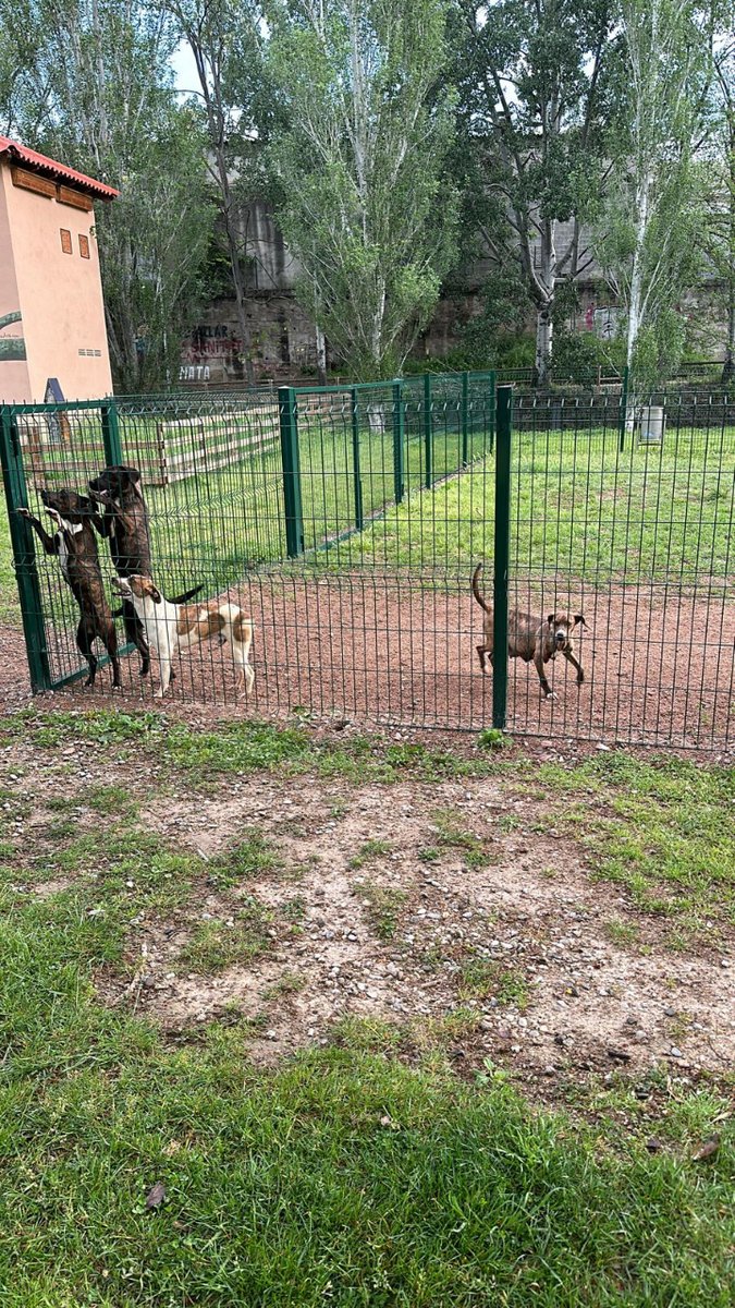 Ajuntament Manlleu (@ajmanlleu) on Twitter photo Avui al matí, la Policia Local de #Manlleu i la Protectora d'Osona han rescatat 10 gossos que han estat abandonats durant la nit al tancat per a gossos del passeig del Ter.
Des de l'Ajuntament mostrem la nostra indignació i rebuig davant fets com aquest.
<a href="/OsonaProtectora/">Protectora d'Animals d'Osona</a> Avui al matí, la Policia Local de #Manlleu i la Protectora d'Osona han rescatat 10 gossos que han estat abandonats durant la nit al tancat per a gossos del passeig del Ter.
Des de l'Ajuntament mostrem la nostra indignació i rebuig davant fets com aquest.
<a href="/OsonaProtectora/">Protectora d'Animals d'Osona</a>