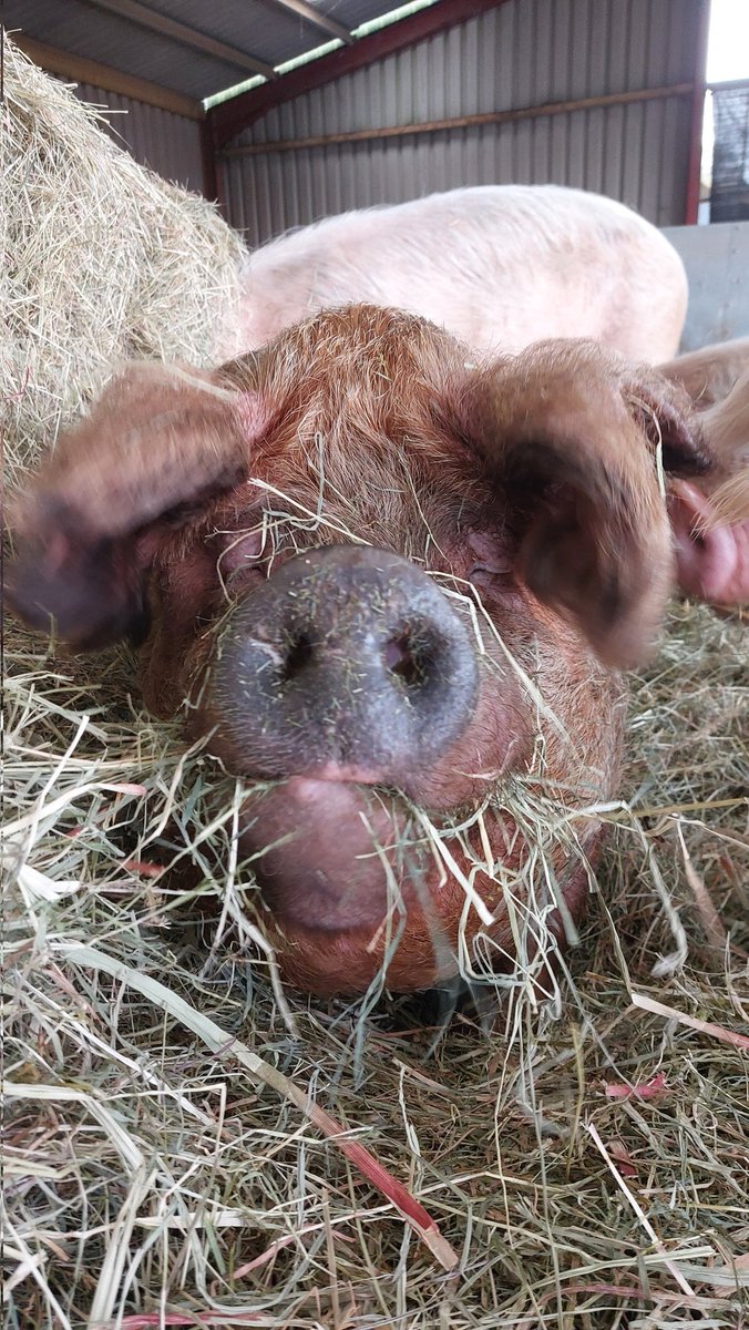 Pigoneer Pig Of The Day VeeVee VeeVee doing her lip exercisers so she is ready for them all important VeeVee kisses. Join the Pigoneers help support VeeVee & the other 98 rescue pigs for as little as £2.50/$3.48 a month Plus you get VeeVee welcome kisses💋 globalvegancrowdfunder.org/pigoneer-2000-…