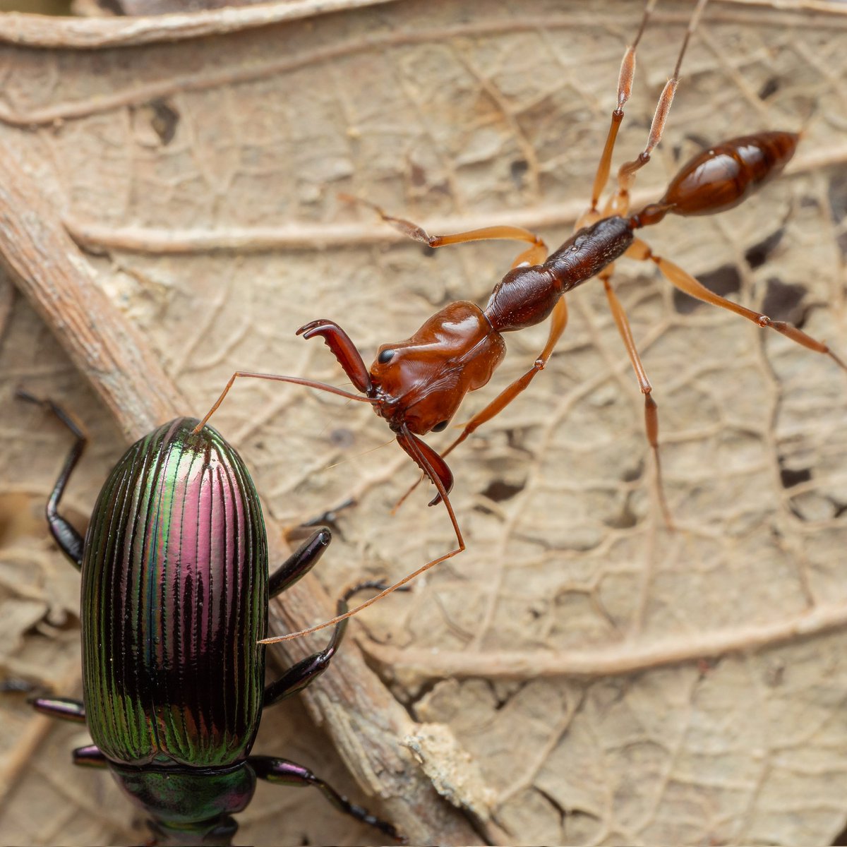 Different for today with this Trap Jaw Ant (Odontomachus sp.) and Beetle single shot.
Chased this ant about for a good while aiming to get a clear image with those jaws wide open just luck to have the Beetle in frame, makes for a cool scene don't you think?