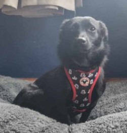 #LOST #DOG TIA 
DO NOT APPROACH NERVOUS ROMANIAN RESCUE
Young Adult #Female #CrossBreed Black
#Missing from Back Garden #Blacon 
#Chester #CH1 North West
Sunday 5th May 2024 
#DogLostUK #Lostdog #ScanMe 

doglost.co.uk/dog/192034