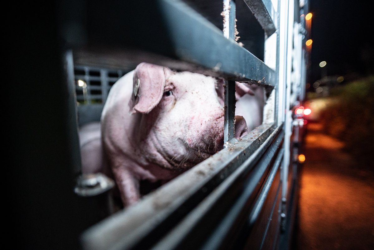 Millionen von Tieren werden in LKWs gepfercht und tagelang unter schrecklichen Bedingungen quer durch Europa und darüber hinaus transportiert. #transportestoppen !B