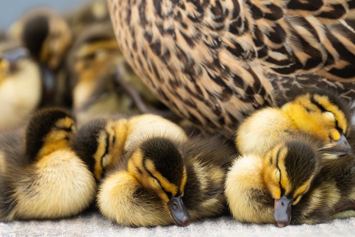 Ducklings take a nap beneath their mother at the Capitol Reflecting Pool