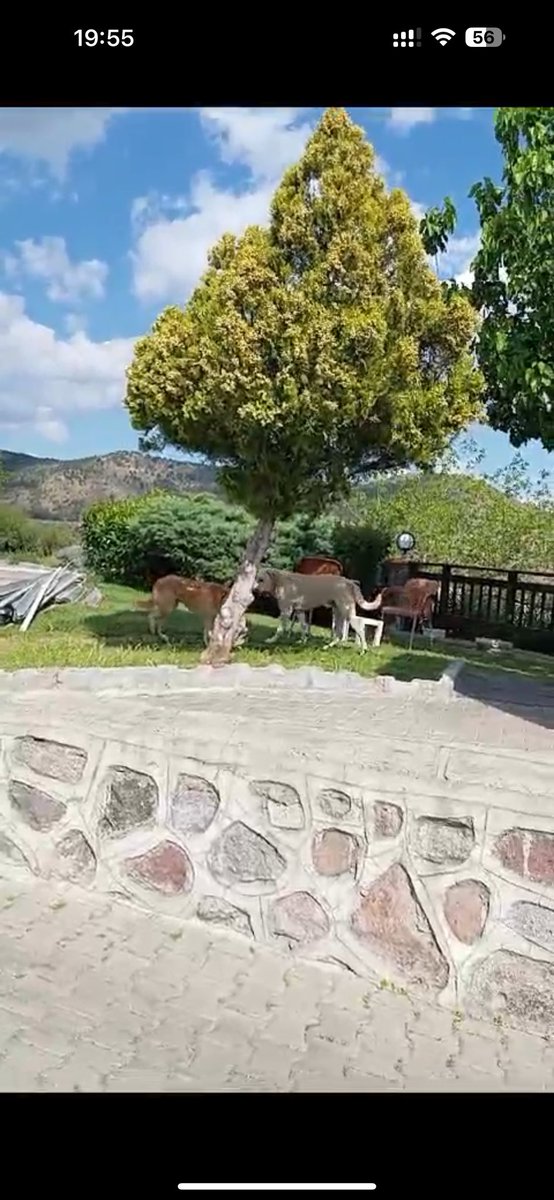 denizcilingir's tweet photo. @bayraklibld dün çocukla gittiğimiz #dünyabarisaniti bu köpeklerin saldırısına uğradık çocuk 3 yaşında oradaki güvenlik herkese saldırdıklarını söyledi bayraklı belediyesi gelip bakmış ama bir şey yapmamış. Korkunç bir faciayla bitebilirdi buraya çözüm bulunmalı https://t.co/pYlwUmY0yc