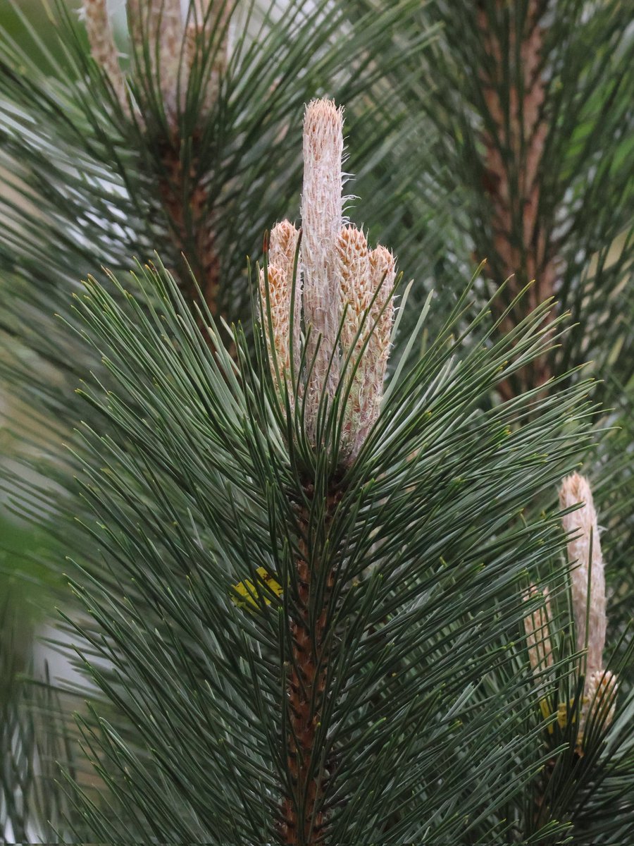 @zingonathome Even my conifers hate the tories