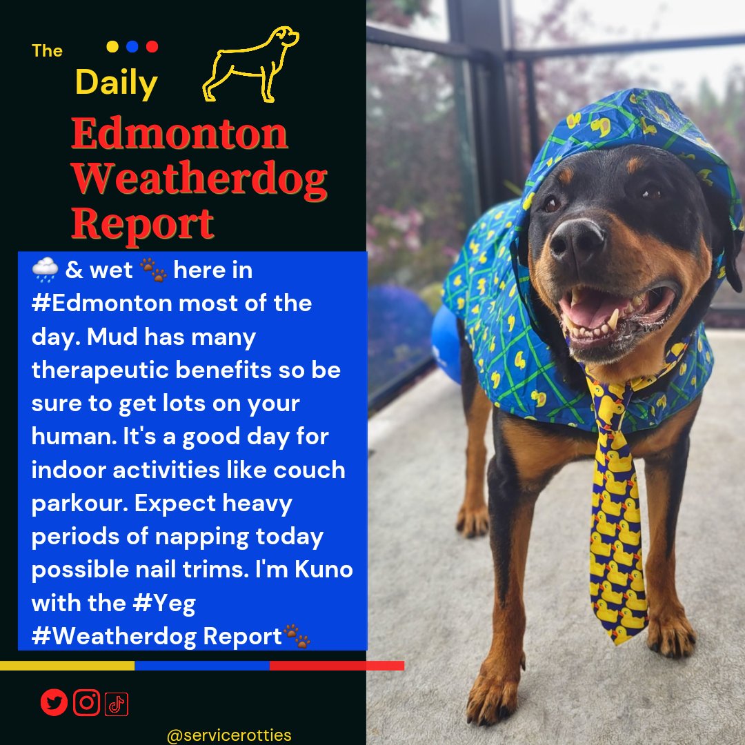 🌧 & wet 🐾 here in #Edmonton most of the day. Mud has many therapeutic benefits so be sure to get lots on your human. It's a good day for indoor activities like couch parkour. Expect heavy periods of napping today possible nail trims. I'm Kuno with the #Yeg #Weatherdog Report🐾