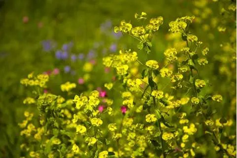 Following their recent Spring Flowers Walk, Friends of Hillhouse Wood's next outing is the Dawn Chorus walk on Saturday 18th May.  It means an early start but the  experience is very rewarding.

westbergholt-pc.gov.uk/walk-the-dawn-…
#guidedwalk #dawnchorus #bluebellwoods