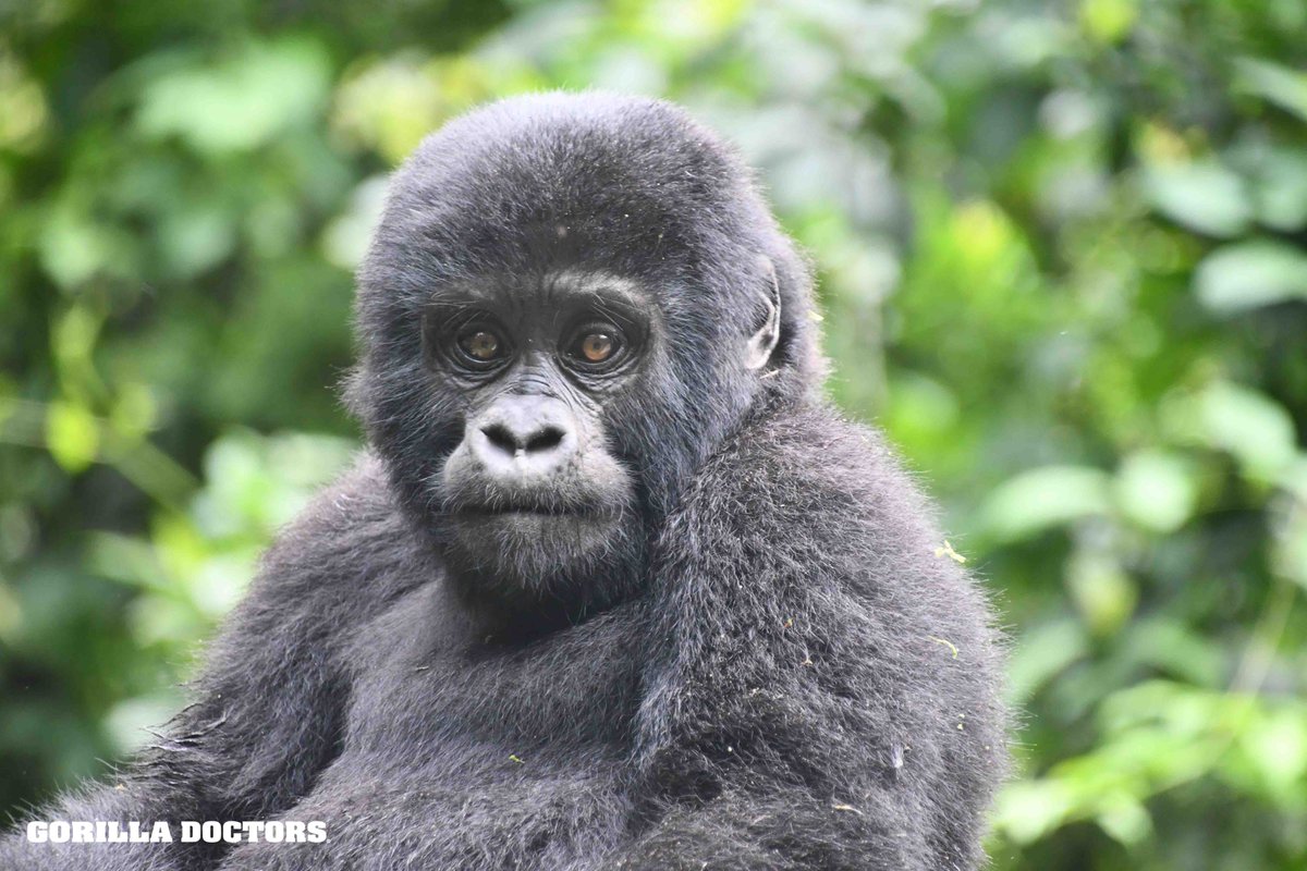 #MONDAZE Who's with us on this one?! 🙃 Dr. Ricky got this great photo of juvenile Kirabo during a health check of Bitukura group in Bwindi Impenetrable NP, Uganda. Little Kirabo was in good health. Have a great week! #gorilladoctors #savingaspecies #gorillas #endangeredspecies