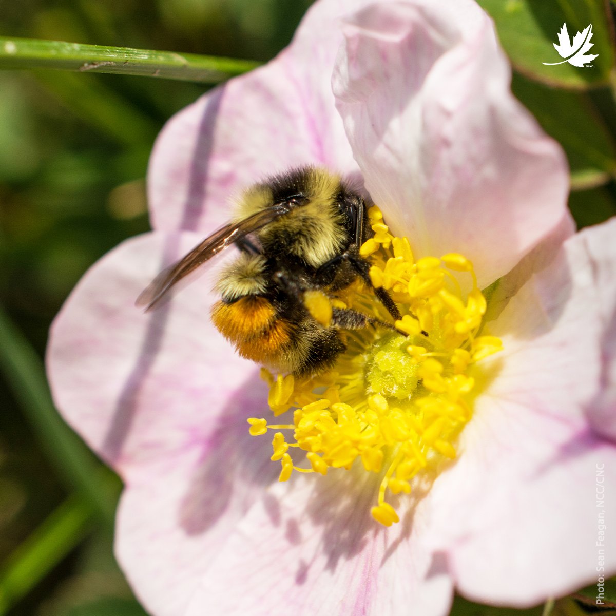 #DYK: Bumblebees take power naps! These busy buzzers work tirelessly during the day, flitting from flower to flower in search of nectar. But, when they get tired, they aren't afraid to hit the snooze button. You can observe them taking a siesta on a leaf or inside a flower! 🐝