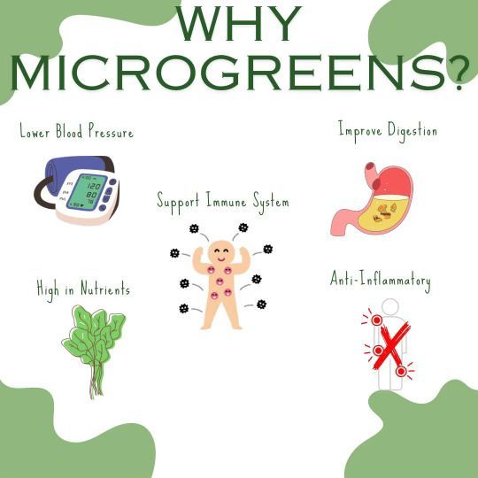 Discover the powerful perks of microgreens  🌱 #educateteachers #farming #schoolgardens