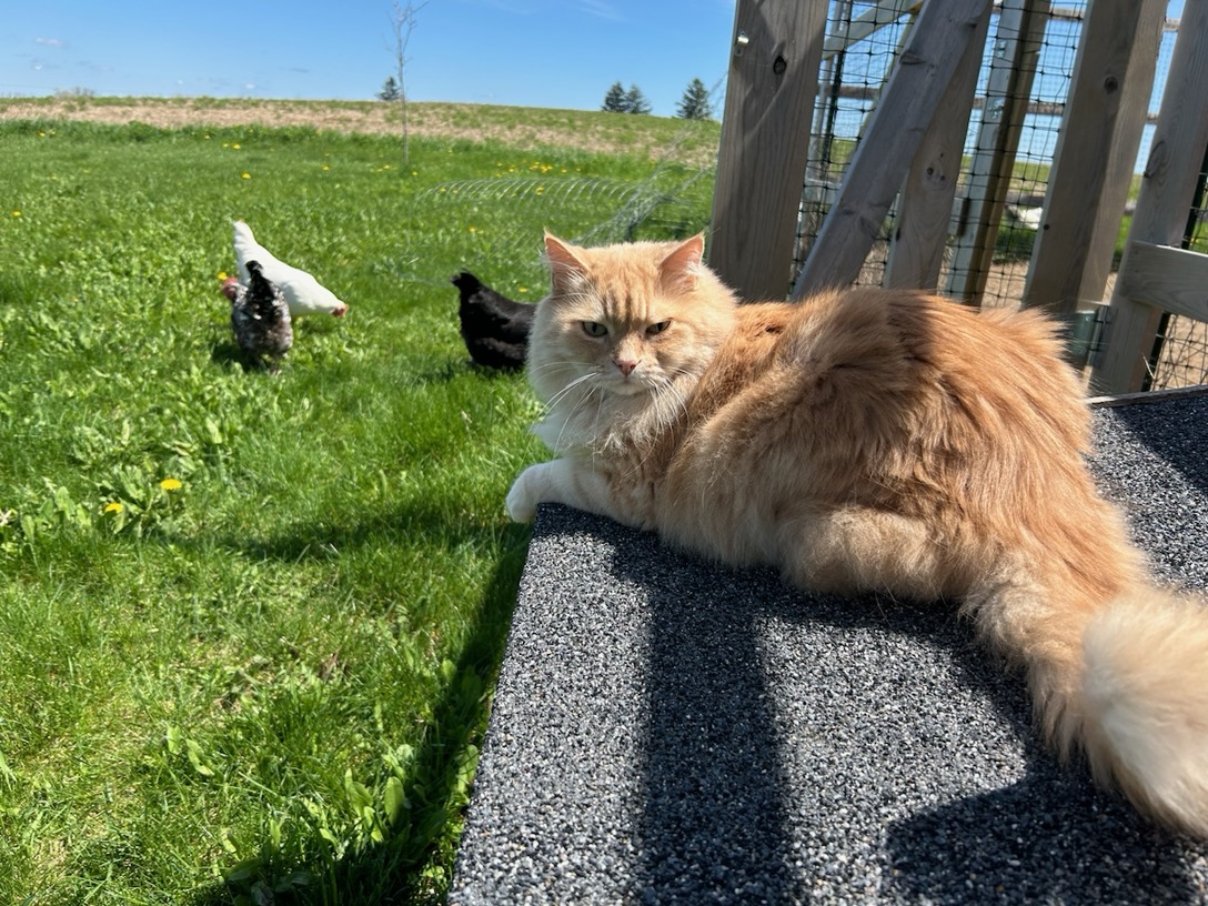 I think it's safe to say spring has finally arrived! The chicks are four weeks old and are halfway to joining their older sisters outside who were tired of being 'cooped' up. Thor the cat did a great job supervising the fun on a gorgeous day.