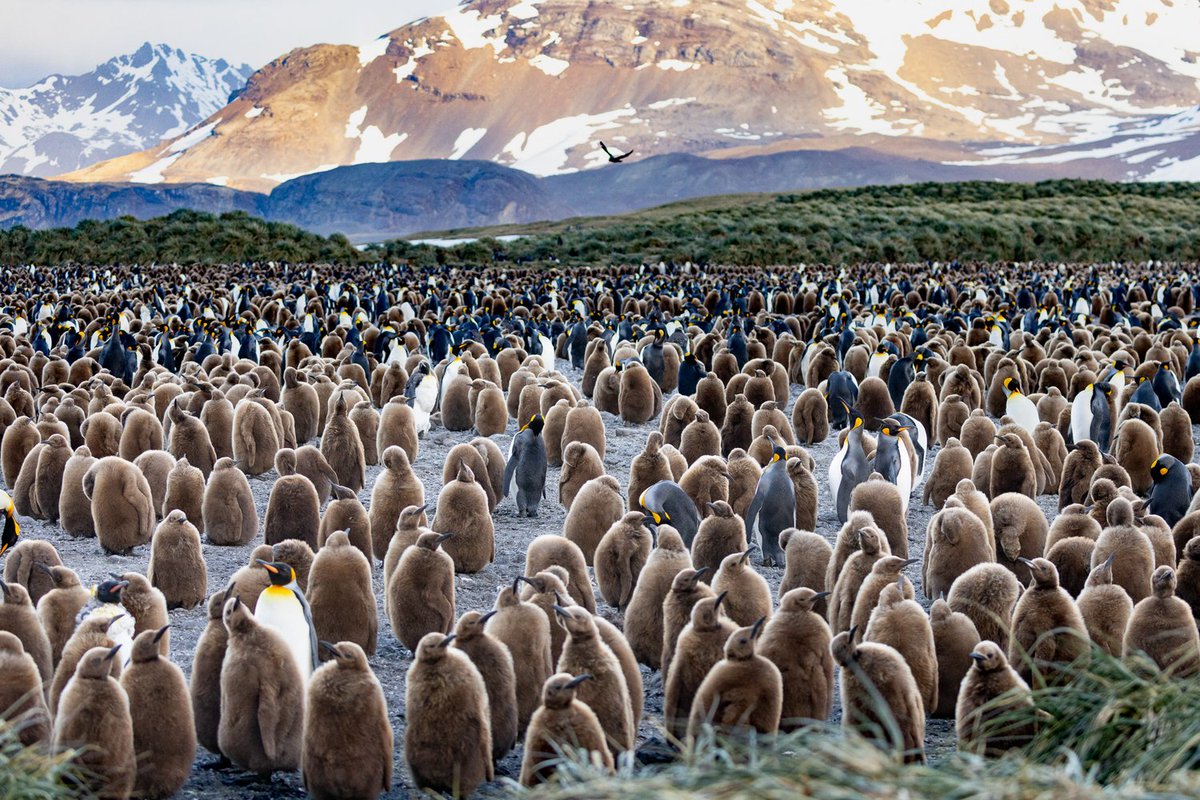 'How do you operate in a way that prevents the spread of a pandemic in wildlife?' Safina Center Fellow Katlyn Taylor writes about traveling in the Antarctic as the #H5N1 #avianflu spreads to the southern most regions of our planet. safinacenter.org/blog/flu-seaso…