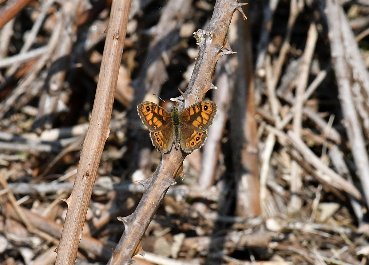 6/5/24 SWT Lound Lakes  Our first 2 Wall Brown (M) Butterflies recorded today on the Norfolk side of the reserve. Watched these two fighting for territory for around 20 minutes before the dispute was over. @SWT_NE_Reserves @ESWH2O @suffolkwildlife @BC_Norfolk @BC_Suffolk