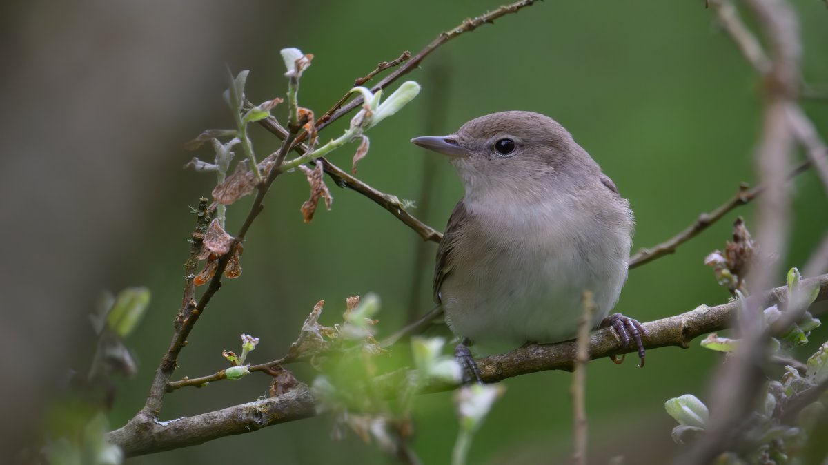 Garden Warbler - usually involves a little effort to find on Anglesey. Two birds at Newborough Forest today, with Common Swift at Cors Ddyga and a single Puffin at South Stack to bolster the year list.