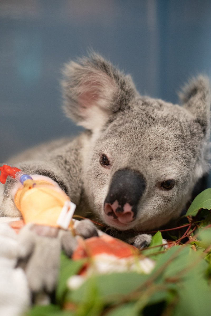 The 11,537th koala admitted to the Australia Zoo Wildlife Hospital. We’ll never stop fighting to protect these Aussie icons! 💚🐨🍃 📸 - @RobertIrwin
