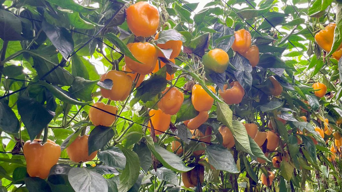 FHALMERIA's tweet image. ¿Conoces #Bernabel 🔴 y #Bonáyar 🟡? 

Son los #pimientos 🫑 de #Harmoniz con producción y calibre 🔝 hasta el final

📲 fhalmeria.com/noticia-34727-…