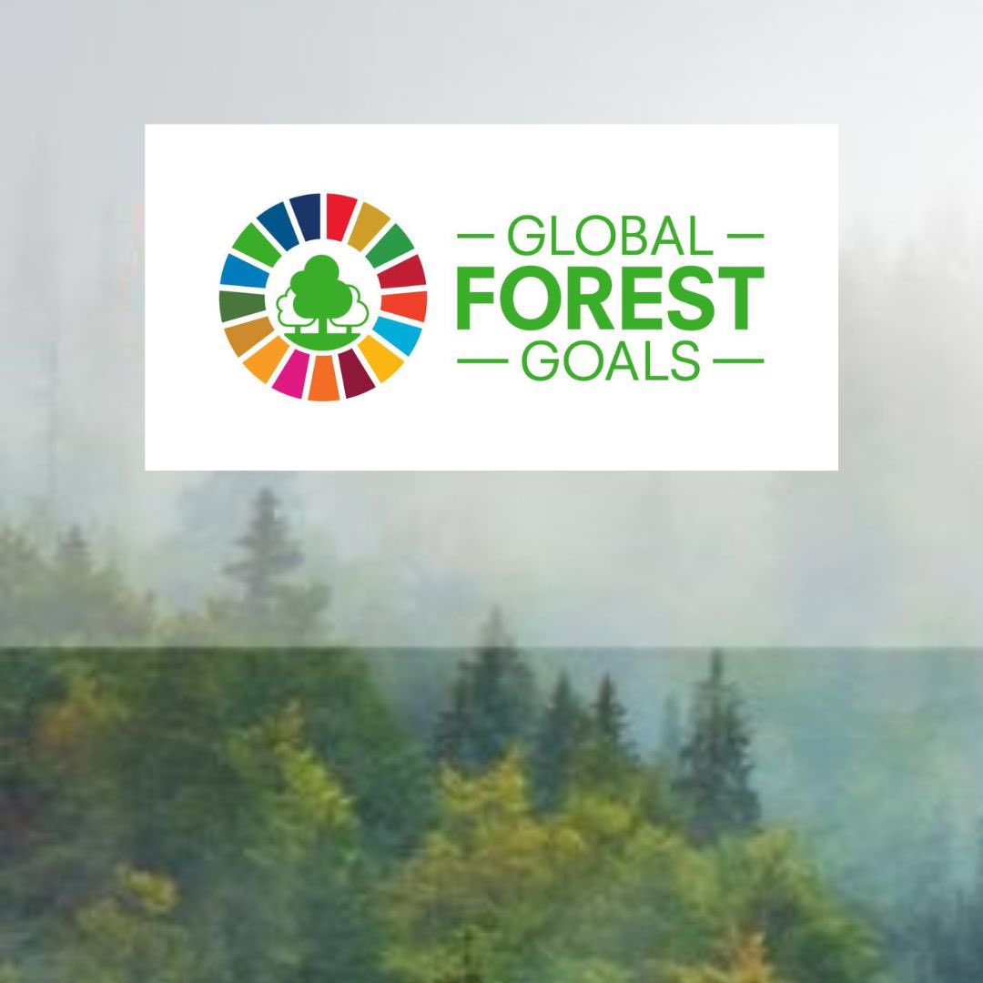 This week, the UN Forum on #Forests takes place in New York. 🌳🌲 The 19th session of the Forum will be held from 6 to 10 May 2024. 🇩🇪 State Secretary of the Ministry of Food and Agriculture @GruenClaudia joins #UNFF19. #GlobalForestGoals