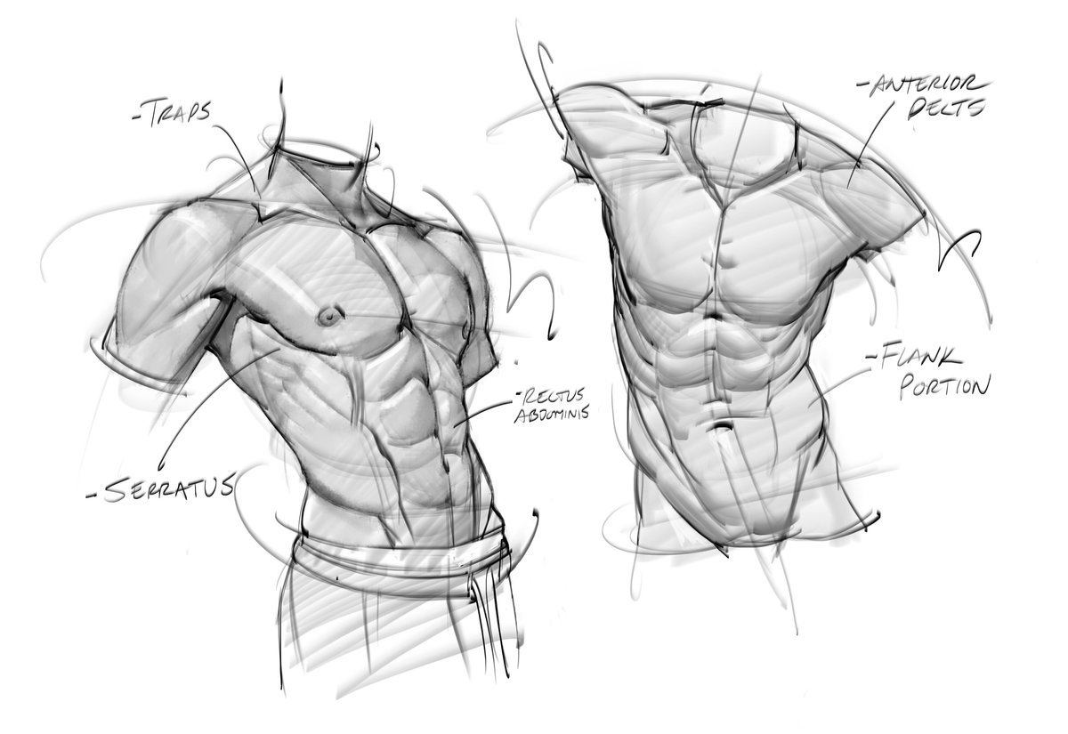 orso sketches! #torso #humananatomy #muscles #core #abs #chest #shoulders #pelvis #gottogetbetter #gesturedrawing #drawing #lineart #sketching #doodles