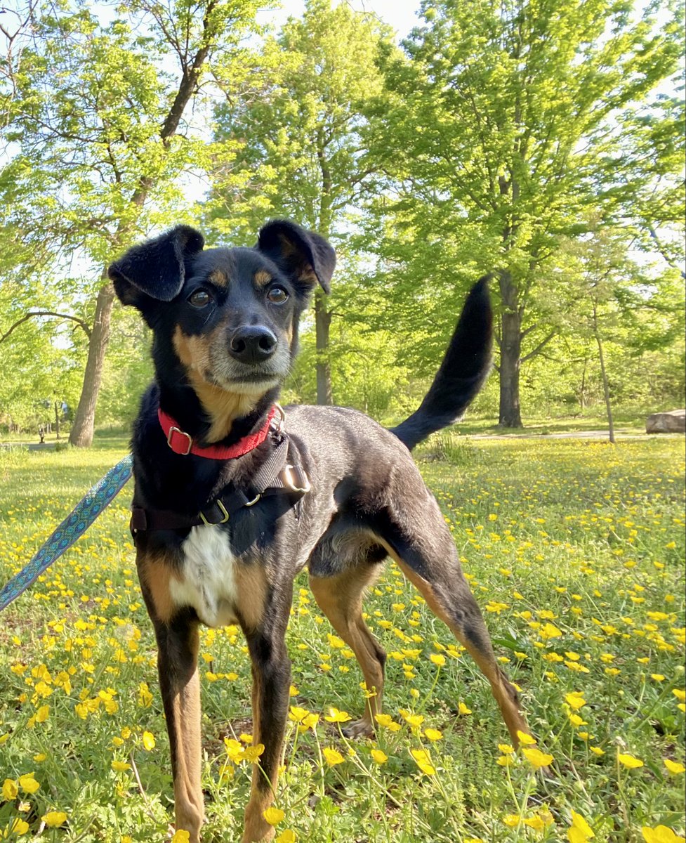 If you believe all dogs can be puppies, then meet adoptable Puppy! Puppy is a senior-aged gentleman, but you'd never know. He is outgoing, adventurous, and confident. He loves to go on walks and meet new people. #adopt Learn more: alexandriaanimals.org/pet-details/?a…