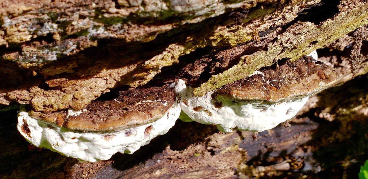 Pair of Artist Conks 🤎🤍
Ganoderma lobatum