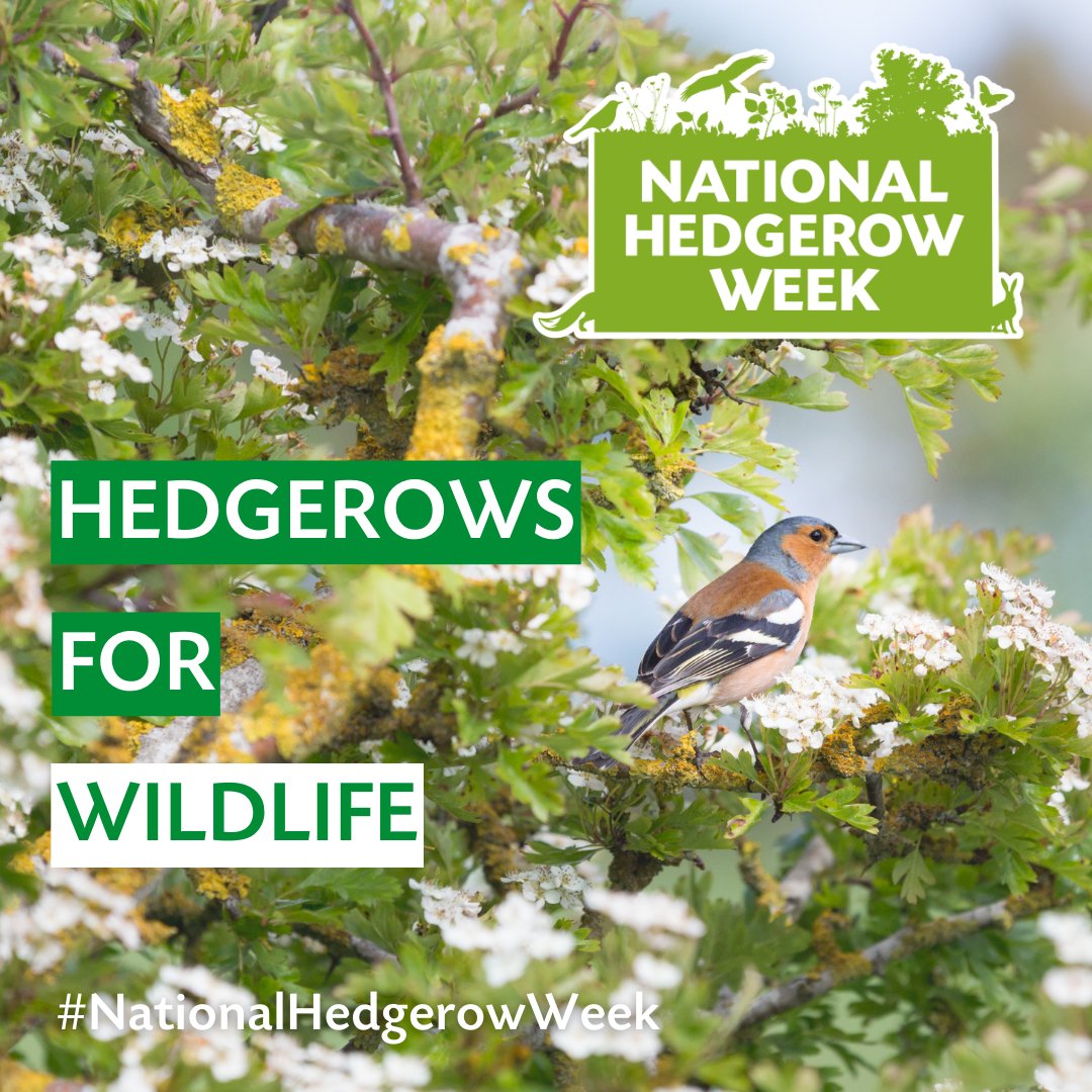 We’re celebrating #NationalHedgerowWeek with our friends at @thetreecouncil. Did you know that hedgerows are the UK’s most widespread semi-natural landscape and provide a home for more than 2,000 species? 💚 Find out more about our work on hedgerows 👇 cpre.org.uk/what-we-care-a…