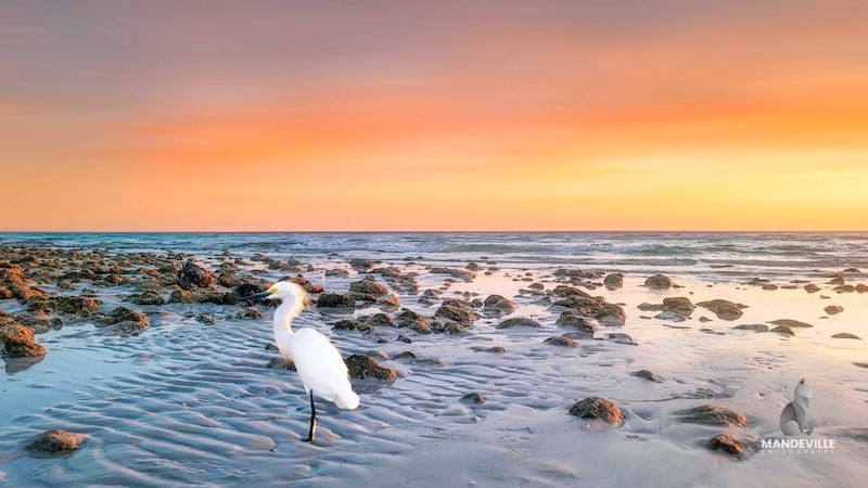Christy Mandeville saw this beautiful bird at sunset on Honeymoon Island, Florida, on April 24. Thank you, Christy! 🐦🌄📸 Visit EarthSky Community Photos to see more great images, and send us your own photos, too! earthsky.org/earthsky-commu…