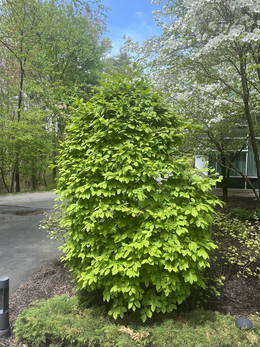 And here is the tree. Paid it a visit today.  Shining in that sun outside Building 12, @espn in Bristol, CT.