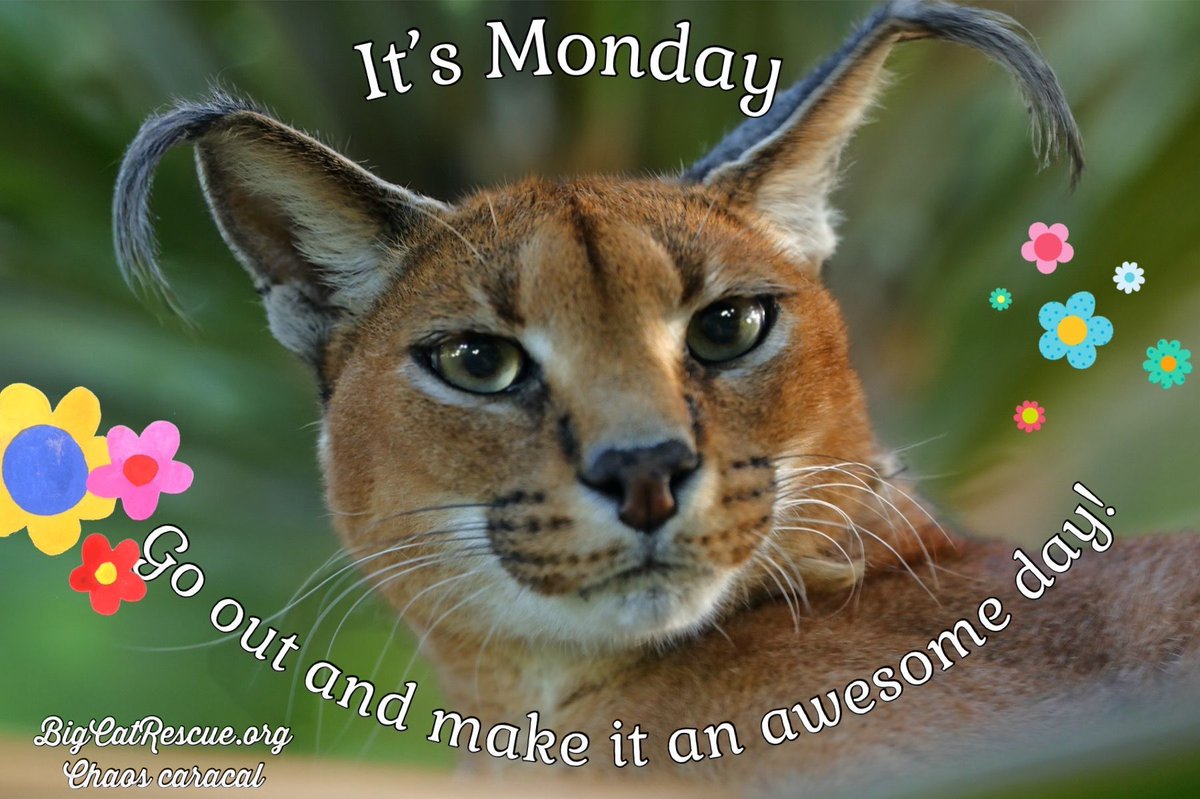 “It’s Monday. Go out and make it an awesome day!”

#ChaosCaracal #BigCatRescue #BigCats #Caracal #Monday #MondayMood #Quote #Quotes #Inspiration #InspirationalQuotes #CaroleBaskin