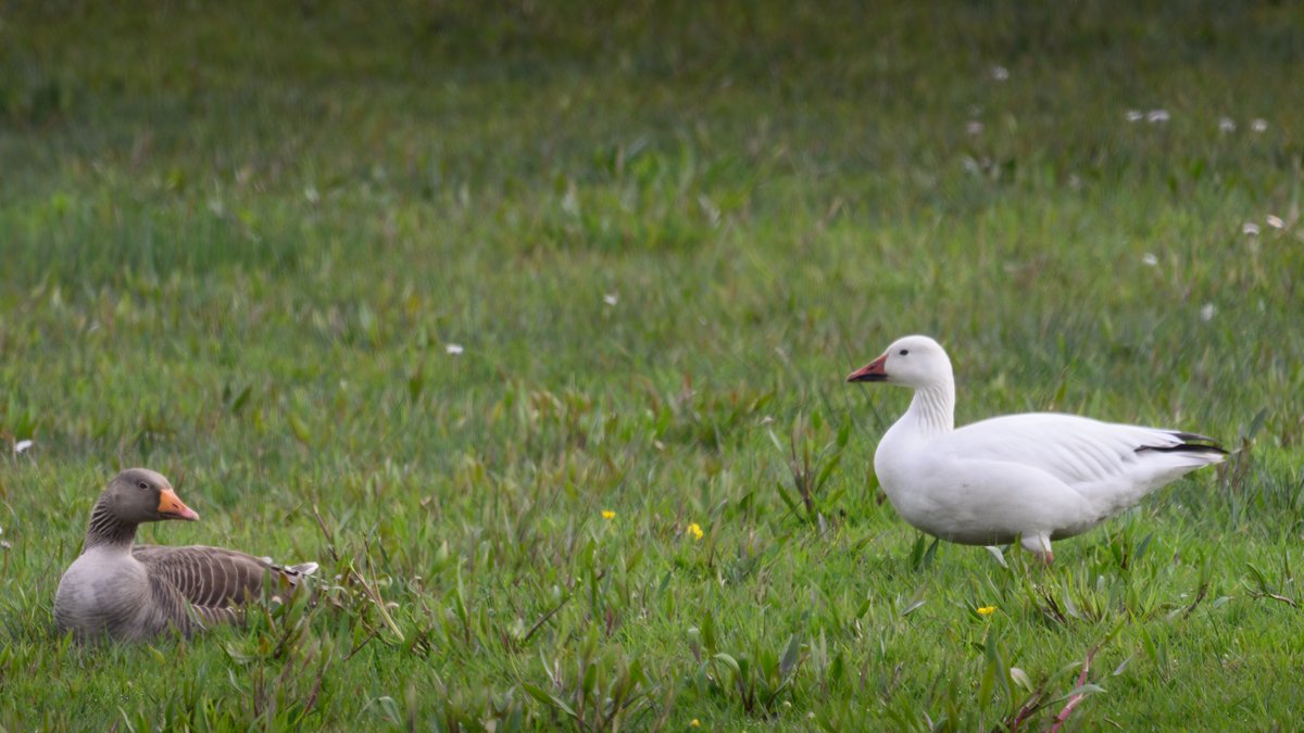 Snow Goose - at Twr reservoir and fields off the approach road to South Stack this pm. Whilst on the reservoir it could be heard calling. On the British List as AC2E* - who decides whether C2 or E*? - its destiny is most likely E*. Great find by @laurenevans217 and @_dsbirding