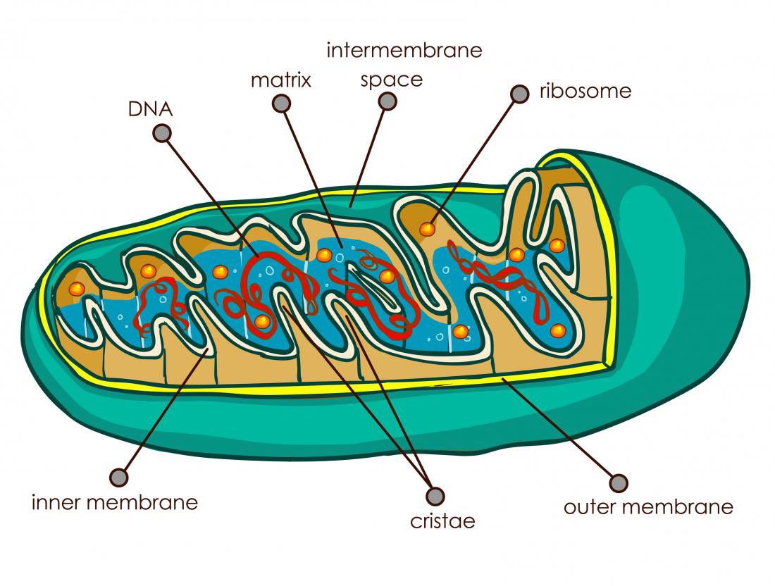 The Mitochondria has retired from its long held tenure as Powerhouse of the Cell. 

“I’m tired, I just want to watch some Bravo”