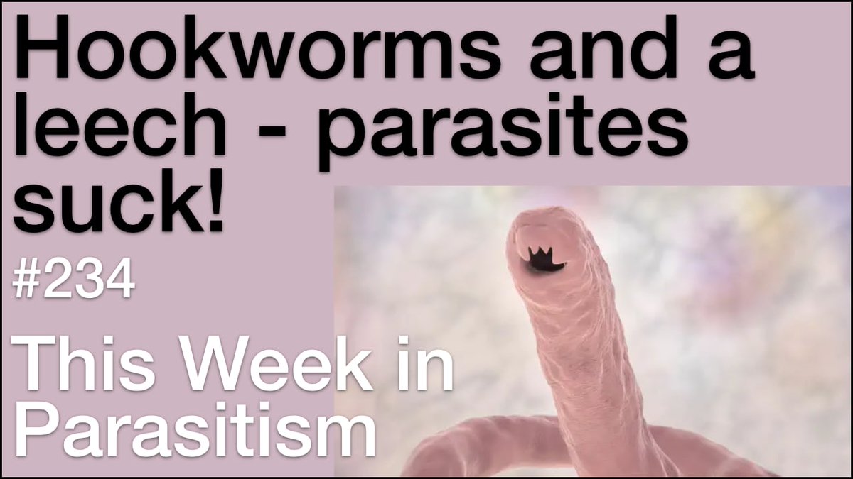 TWiP 234: Hookworms and a leech – parasites suck! 🪱 TWiP discusses hookworm infection and the phase 1 clinical trial for a hookworm vaccine that could one day protect children from the hookworm anaemia, and reduce transmission of this infection. 📺 bit.ly/4dwIuNJ