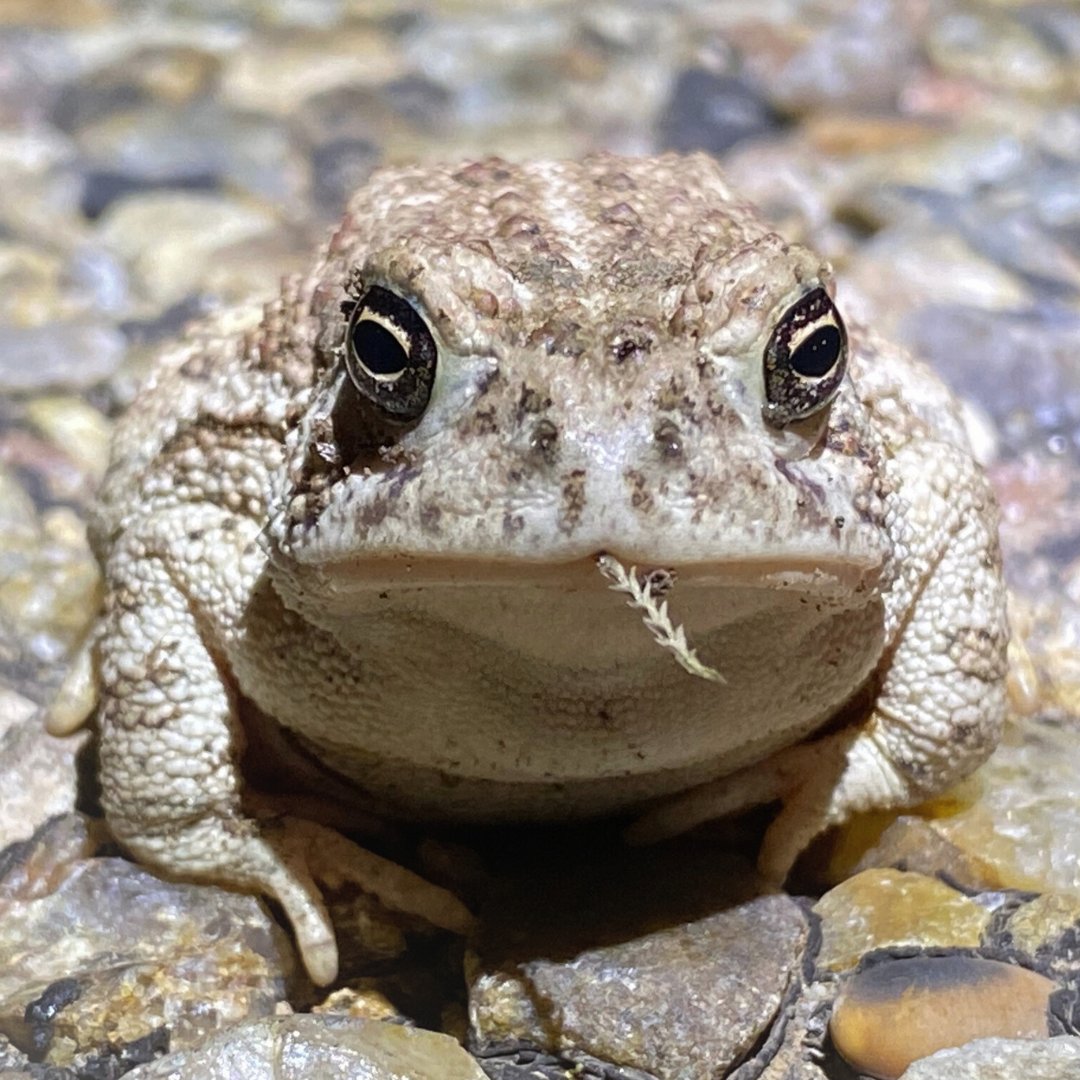 Over it. A gallery of toads who are who don't have time for foolishness. Show ‘em some ❤️ during #AmphibianWeek, especially since they feed on insects. (📷 credits in thread)