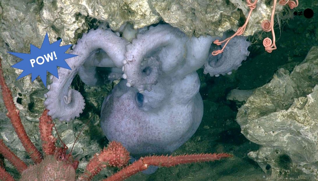 Don’t miss 🐙 Punching octo-moms, 🦈 Itchy sharks, 🌡️ Hot rocks, … and other unexpected joys from deep-sea adventures. ⏰ Online talk today, starting noon (Pacific time). Register to attend 👉🏼 cobra.bigelow.org/cobra-webinar-…
