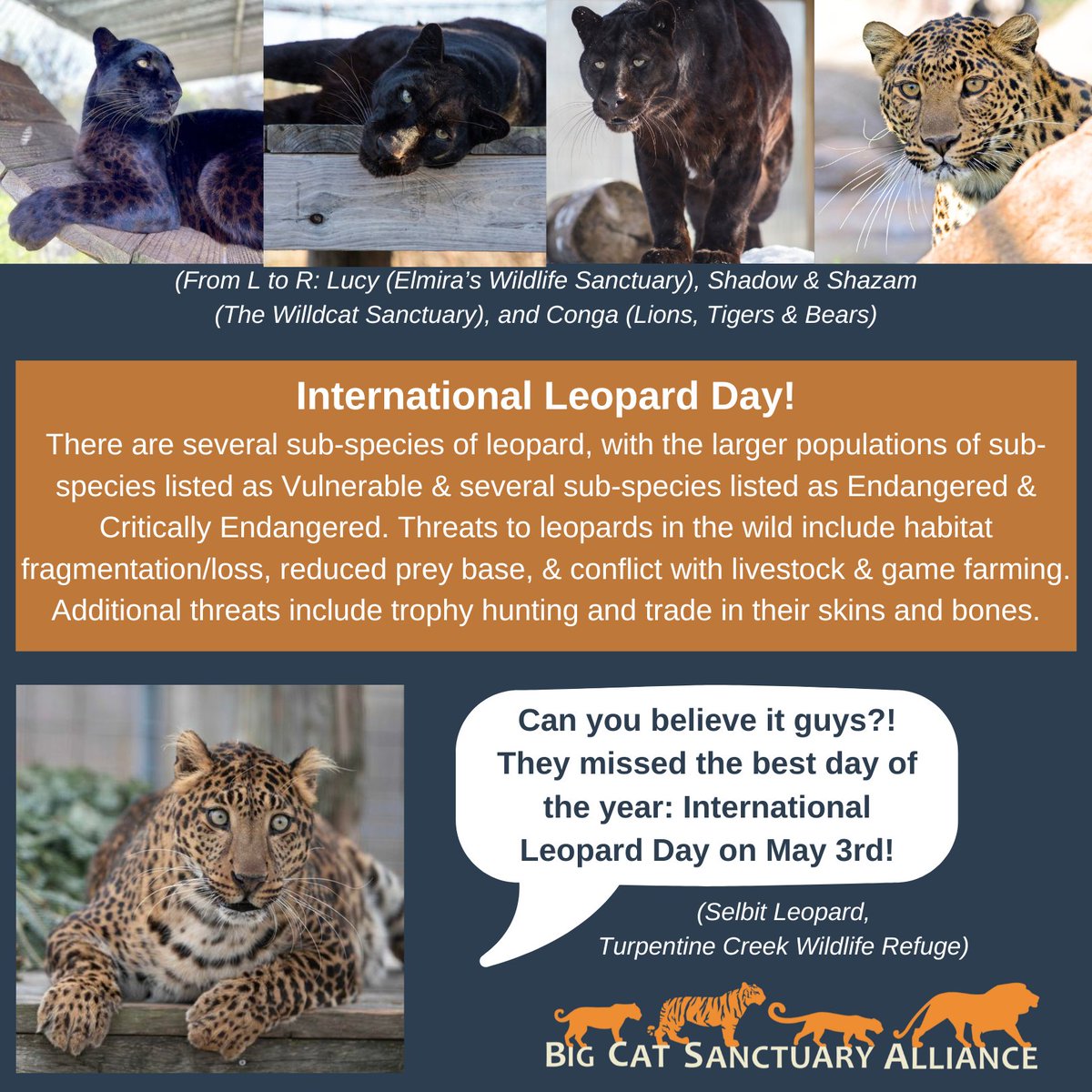 Sorry to Lucy (<a href="/ElmirasSanct/">Elmira's Wildlife</a>) , Shadow &amp; Shazam (<a href="/wcsanctuary/">Wildcat Sanctuary</a>), Conga (<a href="/LnsTgersandBrs/">Lions Tigers & Bears</a>), and Selbit (<a href="/turpentinecreek/">Turpentine Creek</a>)!! We won't forget next year!! Happy (belated) International Leopard Day!!