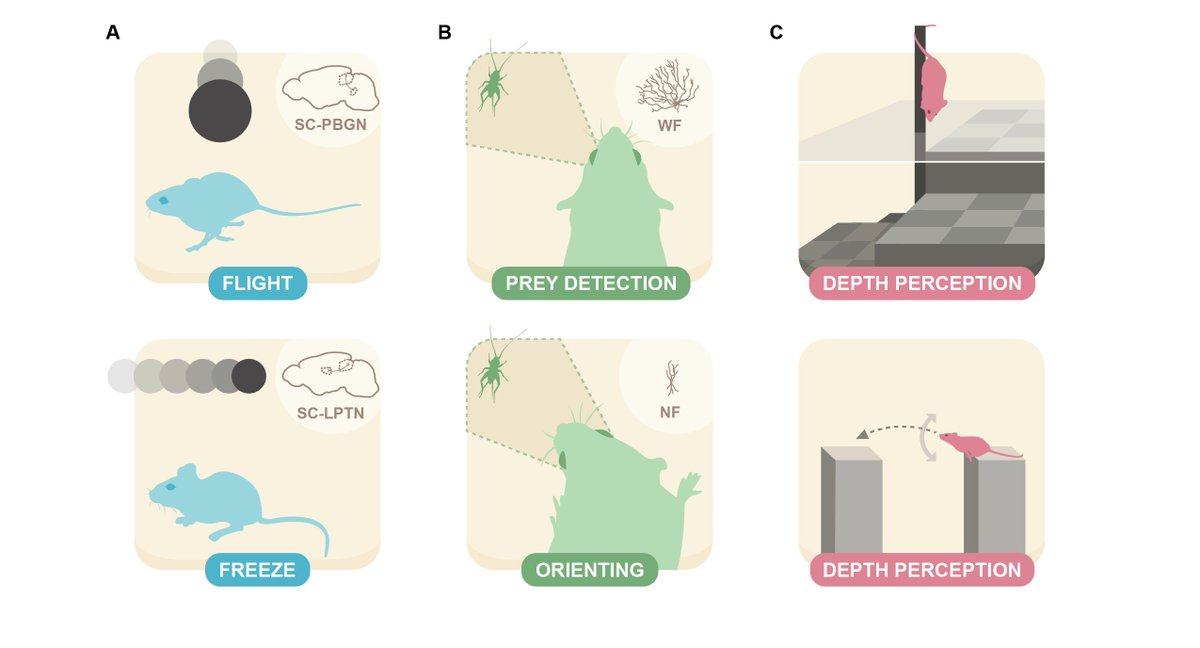 Excited to share our review on natural visual behavior and active sensing by <a href="/SkybergRolf/">SkybergRolf</a> at Current Opinion in Neurobiology. 
There are a lot of important visual computations that get engaged once an animal is actively interacting with the environment!
sciencedirect.com/science/articl…