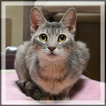 Find yourself bewitched by Sabrina, our featured
#PetOfTheWeek! A medium-sized cat with
stunning green eyes, she would be a loving companion
and faithful friend for the right family. Come meet
Sabrina at @HumaneHBG: bit.ly/4buT0n7 🐾
#LoveHBG #Cats