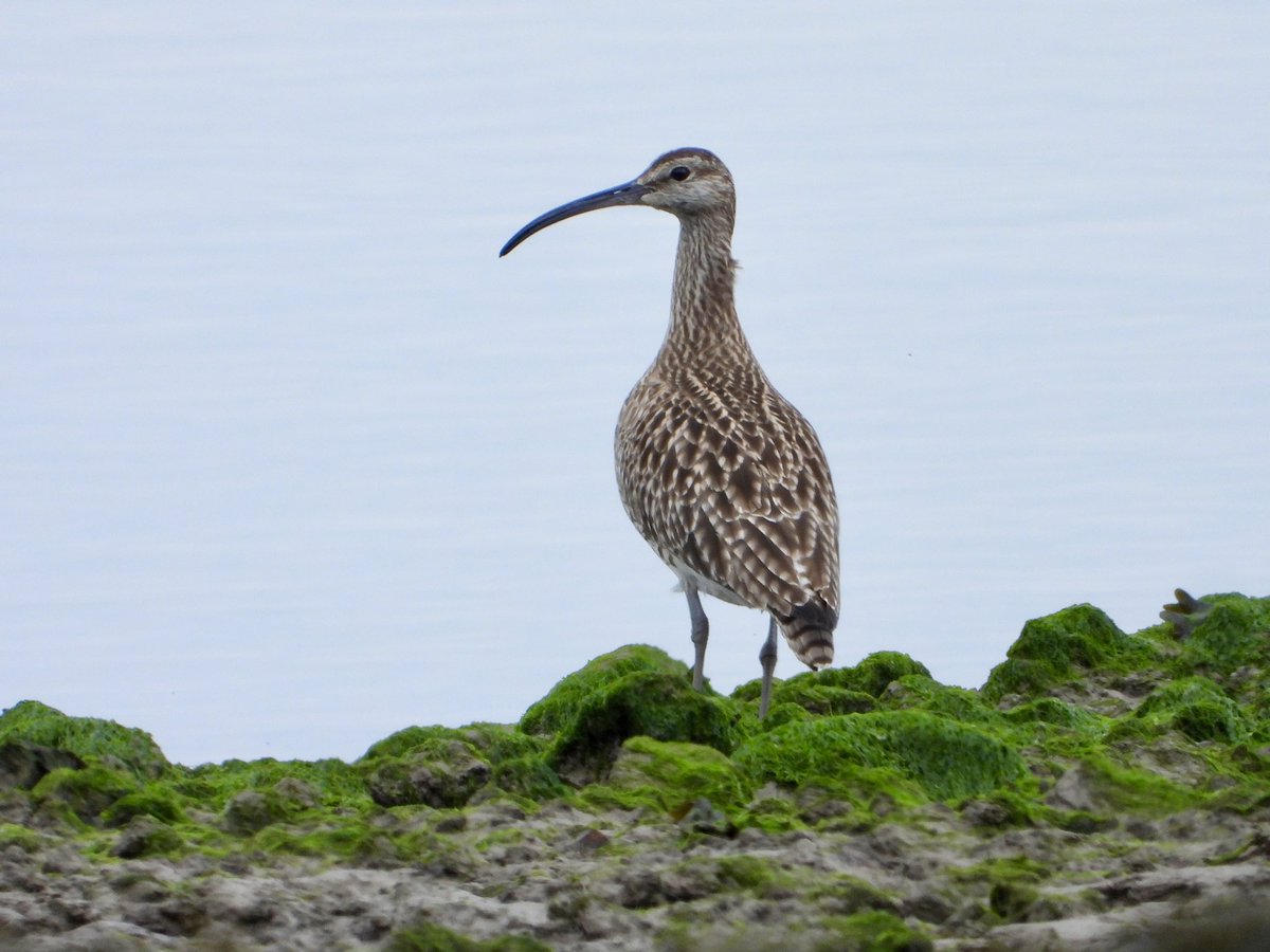 Whimbrel, Canal Foot, Ulverston
One of three this evening, feeding along the shore and not too flighty. Always enjoy spotting (and hearing) this passing migrant. Five bar-tailed godwit also. @CumbriaBirdClub @cumbriawildlife @waderquest @Natures_Voice @NatureUK