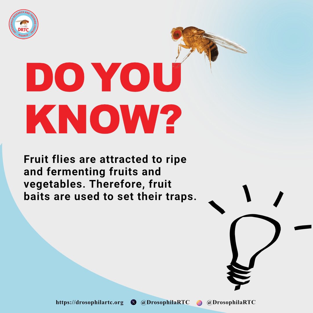 Fly fact Monday 🔬💫

 #drosophilaresearch #drtc #fruitflyresearch #fruitfly #biomedicalresearch #biochemistry #geneticmutation #genetics #drosophilamelanogaster #drosophila #genomes