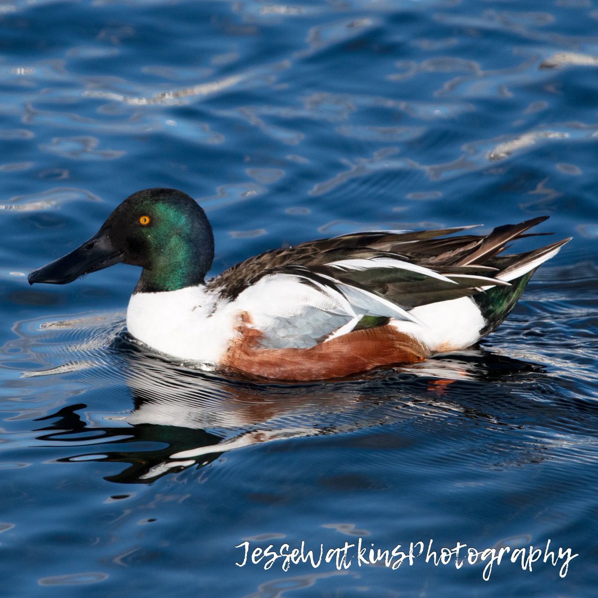 Happy Monday!!! Nikon D500 Sigma 150-600mm Jesse Watkins Photography #godscreation #mallard #mallards #mallardducks #bufflehead #shoveler #canvasback #greenwingedteal #birds #birdphotography #waterfowl #waterfowlphotgraphy #wildfowl