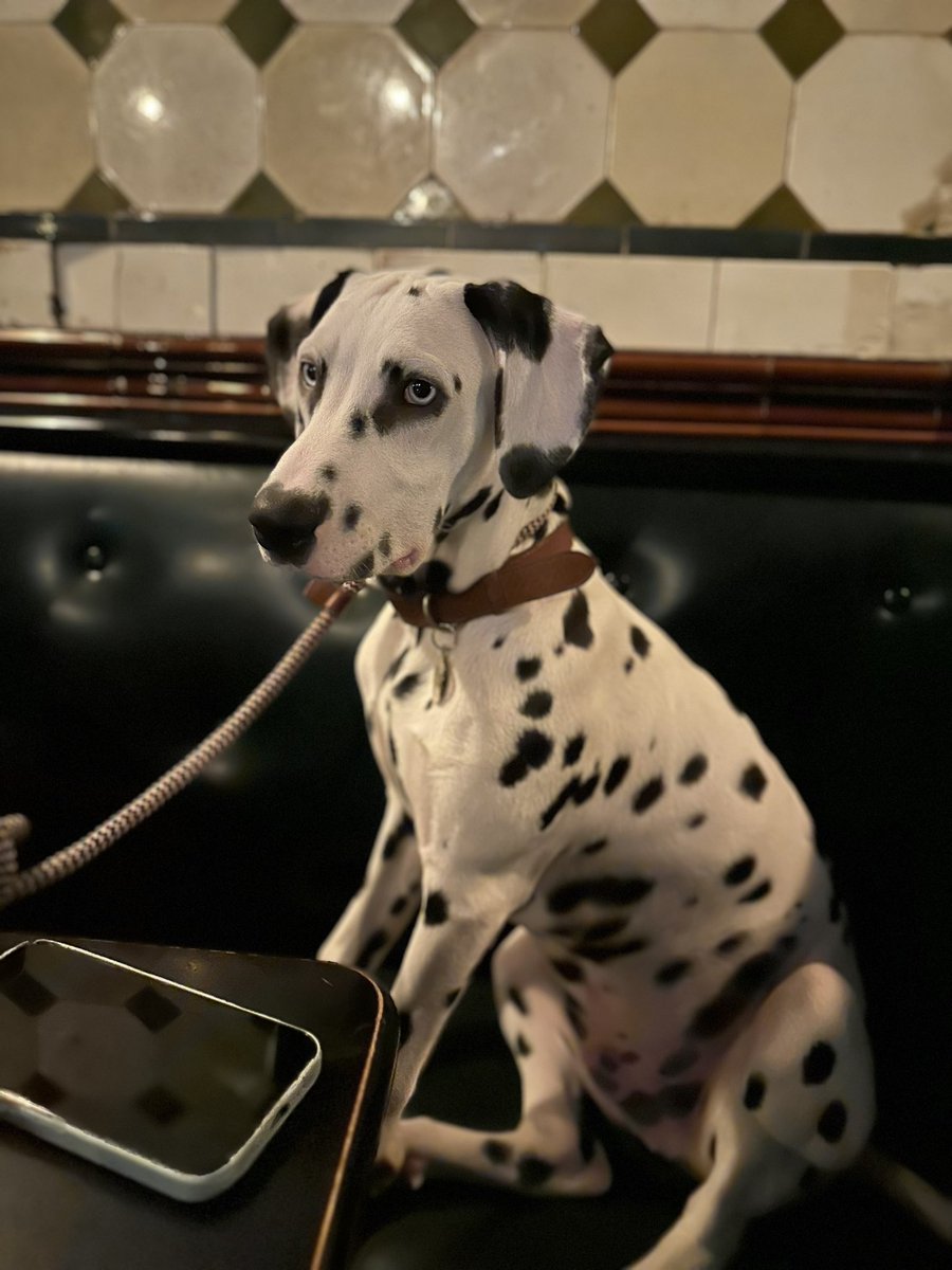 Taking full advantage of Bank Holiday Monday with my spots on point! 🐾 #PubPaws #BankHolidayVibes #publife #Dalmatian