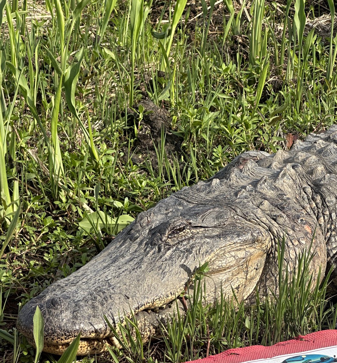 Saw a little swamp puppy this morning. Fed him some marshmallows and kept it moving. #conservationiskey