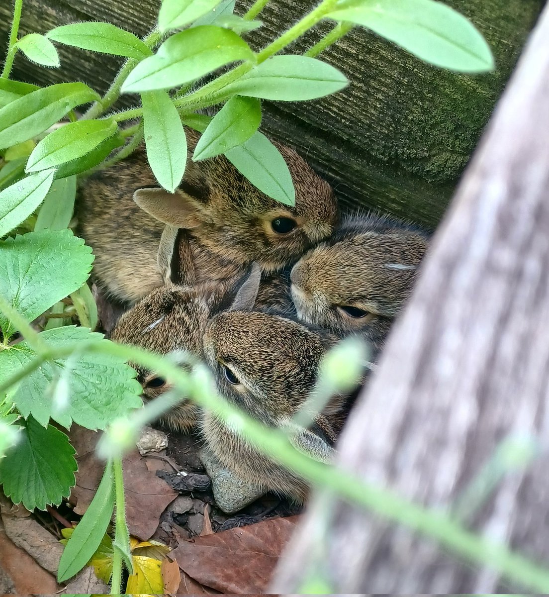 Found some tiny guests in my strawberry bed 🐇 Now I have a great excuse for not weeding 😆