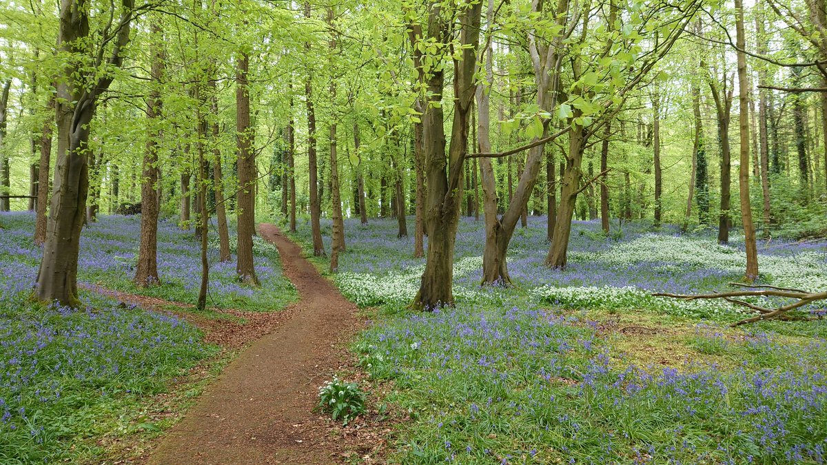 Walking through Portglenone Forest, Northern Ireland. This was my late mother's favourite place in the whole world, and, until she had to enter residential nursing care, she never once missed seeing the bluebells here, when they bloomed at this time of year. Sacred to me now.