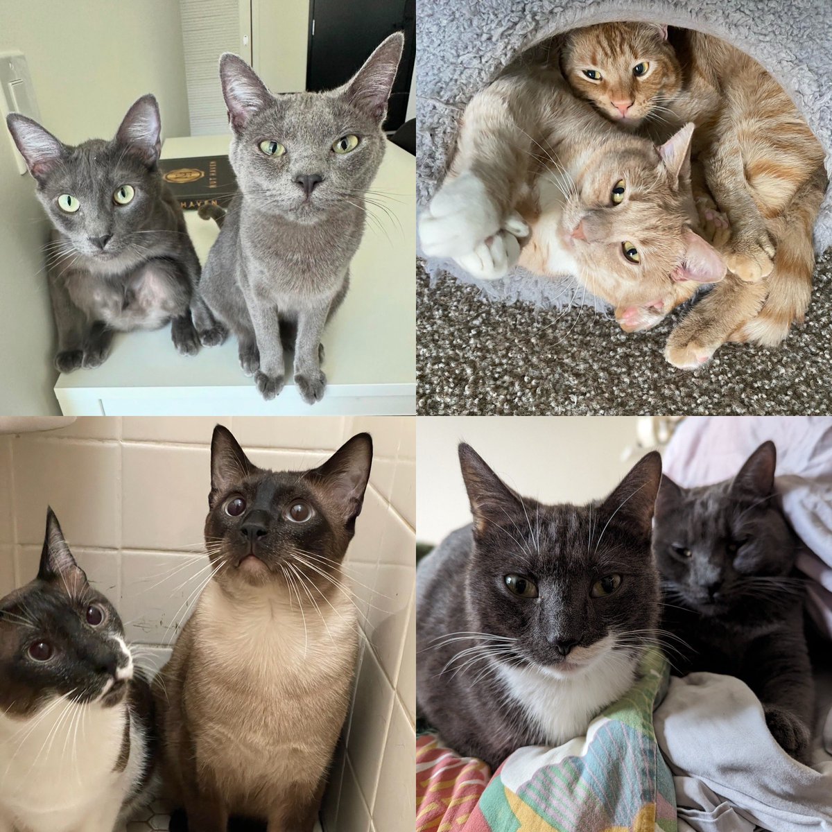 Cece: 4 y/o girl, waiting for 1007 days. Sweet & friendly Palmer: 10 y/o boy, waiting for 176 days. Confident & playful Lila & Marlon: 3 y/o pair, waiting for 150 days. Mellow & snuggly Miles: 3 y/o boy, waiting for 129 days. Shy & sweet Adopt: givemesheltersf.org/adoption/