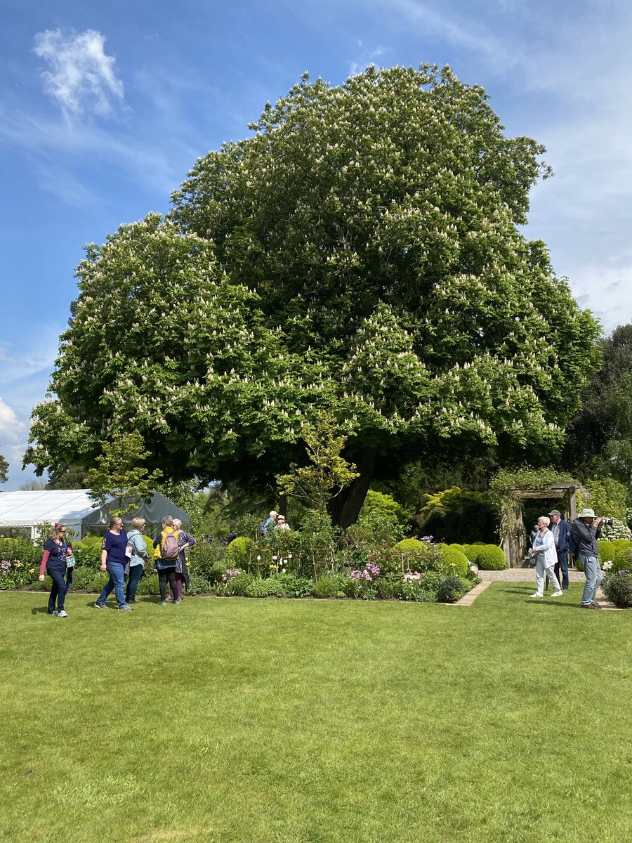 An enormous horse chestnut at Morton Hall #Redditch It’s listed apparently.