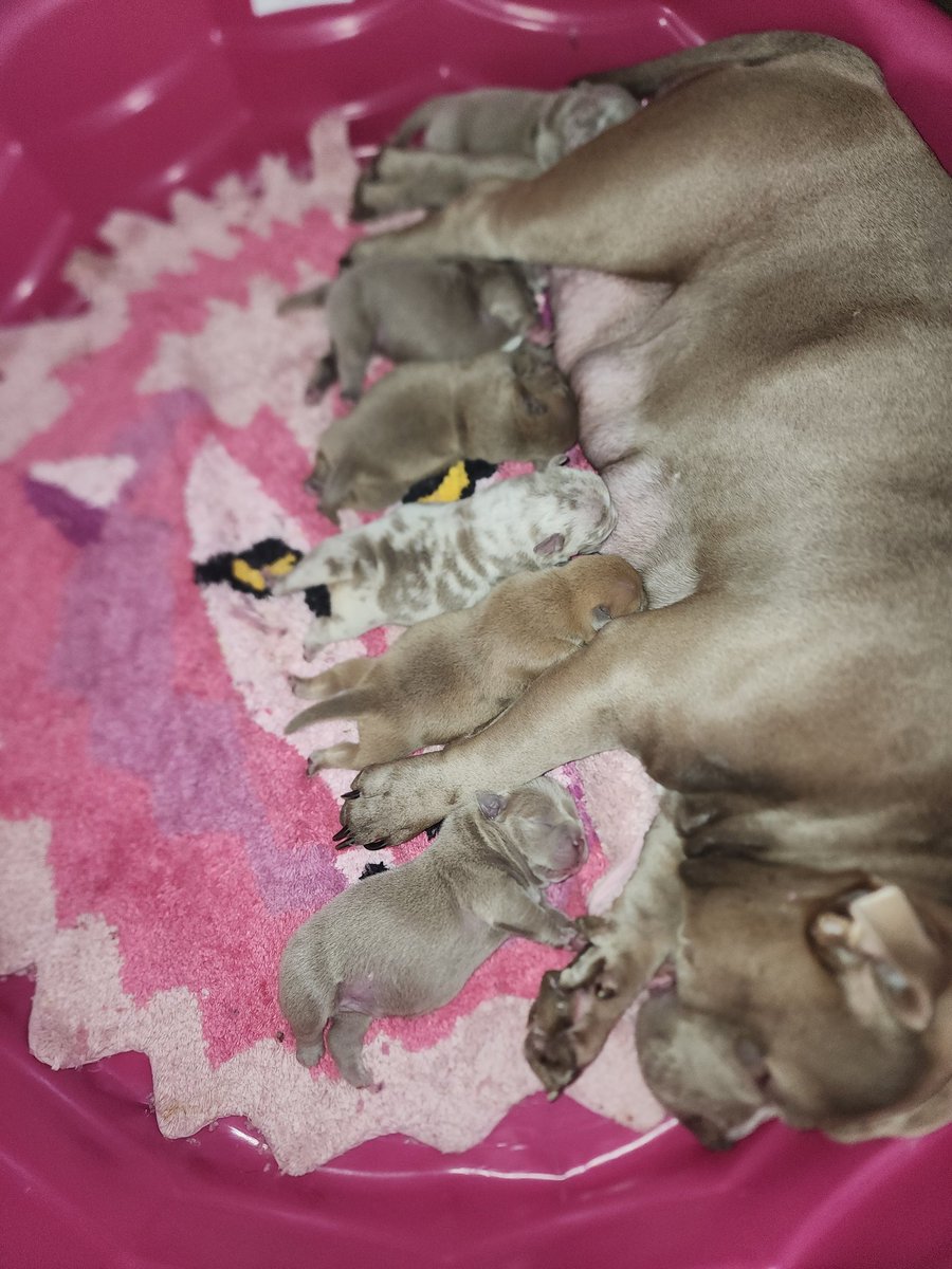This weekend was fun, watching   cult activities 😩🤣 ]#DrakeVsKendrick

Kaiju no. 8 is fire early on #NewAnime #Anime

 #Maythe4thBeWithYou
And #RevengeOfThe5th  were successful  for #MaraJade and her new litter! #MicroBullies  #BranchingOutBullies