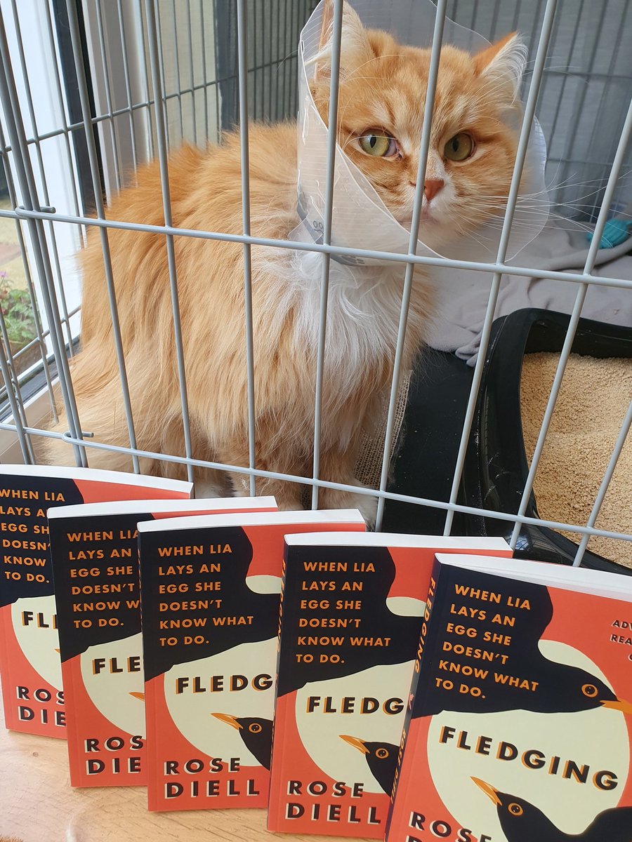 Tolstoy still in his cone. Hard to tell if my ADVANCE COPIES OF FLEDGING (!!!) cheered him up or not. But they certainly made MY day!  🤩 #fledging
